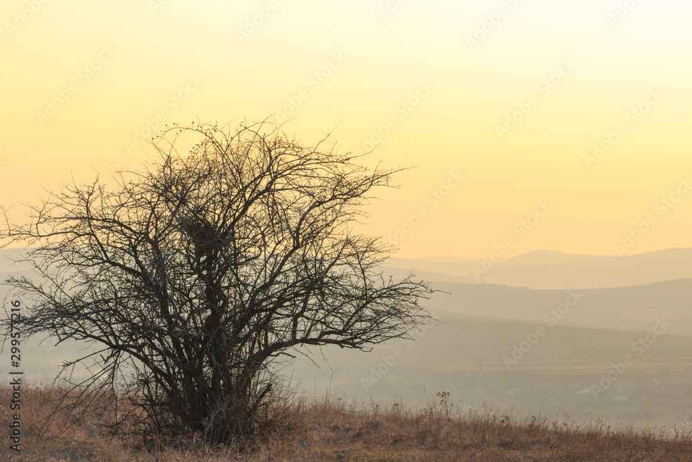 tree in fog