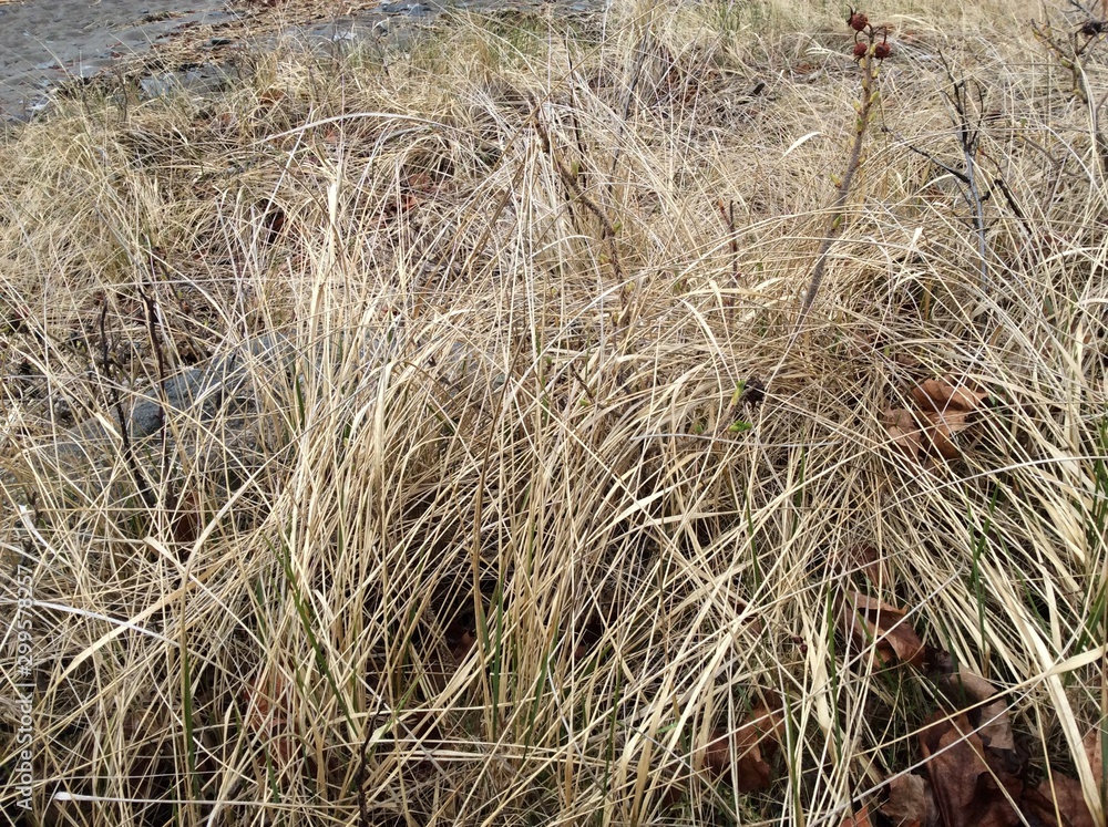 Fototapeta premium dry grass in field