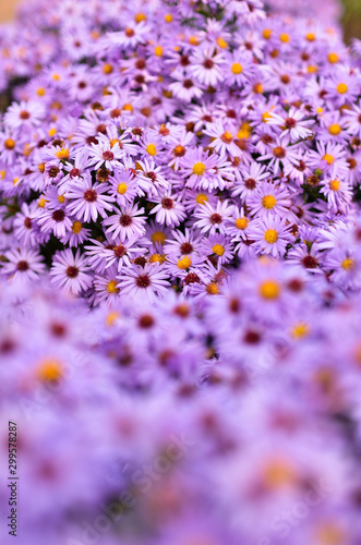 Vivid photo of purple flowers. Flowers September. A large bouquet of flowers close-up.