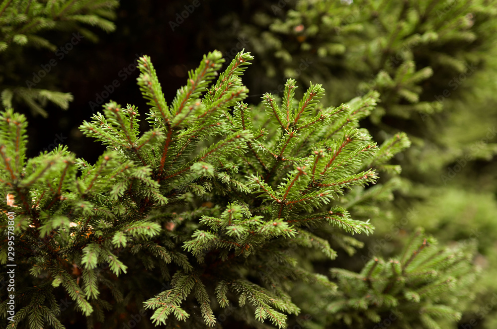 Pine and spruce branches close-up with a blurred background. Photo in warm tint. Pine and spruce branches close-up with a blurred background. Photo in warm tint.