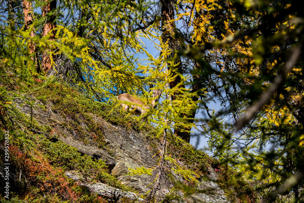 a young ibex in the Valais Alps