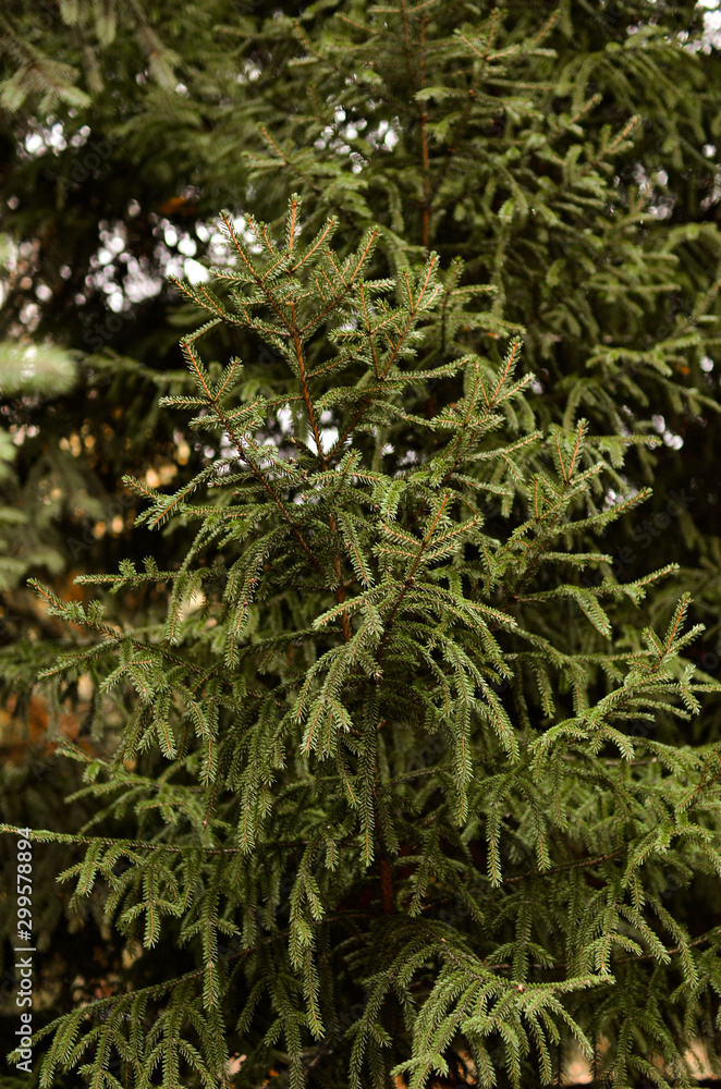 Pine and spruce branches close-up with a blurred background. Photo in warm tint. Pine and spruce branches close-up with a blurred background. Photo in warm tint.
