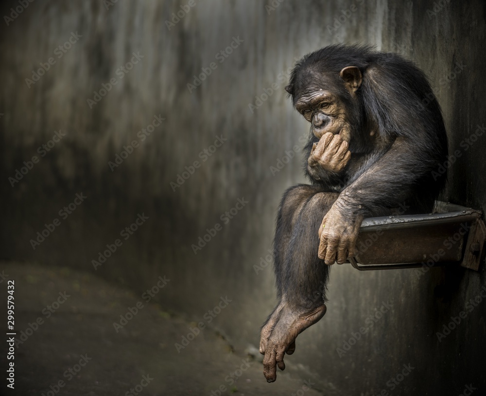 Tableau sur aluminium avec Chimpanzee sitting on a metal rusty sink in a weathered cage contemplating about something deep #299579432