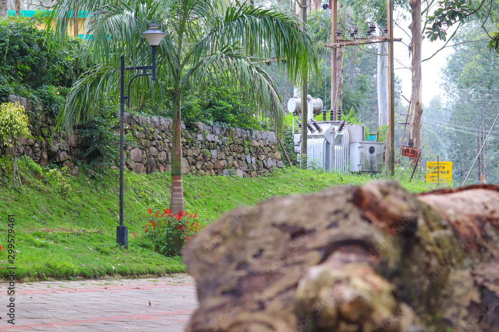 Yercaud Hill Station Top Tourist Destination Tamil Nadu India Tall Trees with Broken Tree in