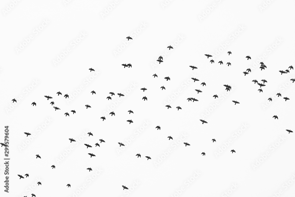 Monochrome photo depicting flock of wild birds against sky Monochrome photo depicting flock of wild birds against sky