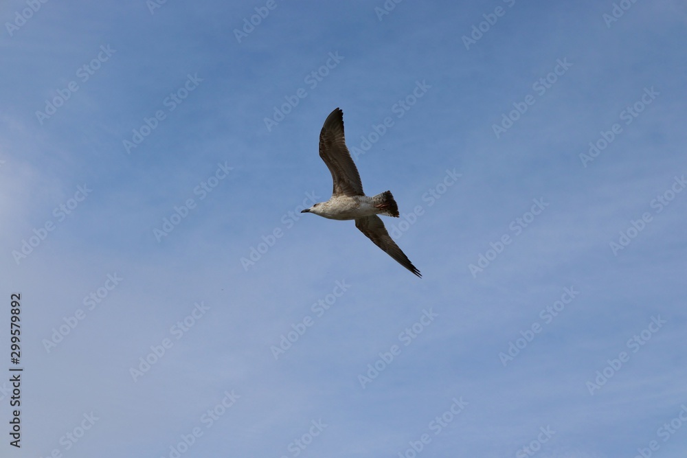 Obraz premium Sea gull on a background of blue sky