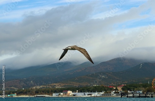 landscape of a sea gull on a background of the sea