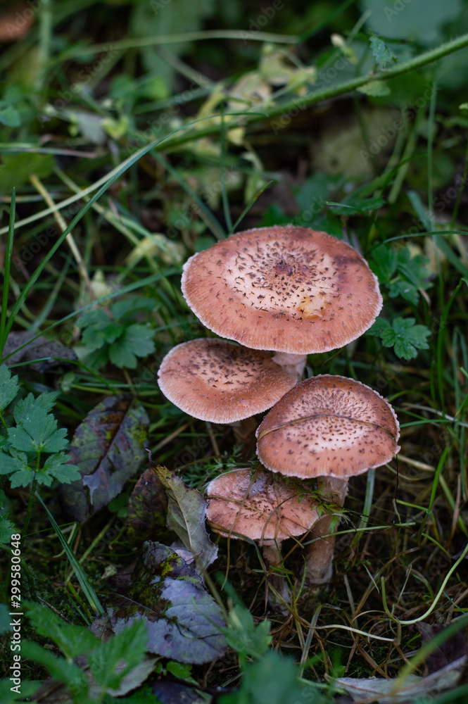 Toxic mushrooms in the forest - behind grass Toxic mushrooms in the forest - behind grass