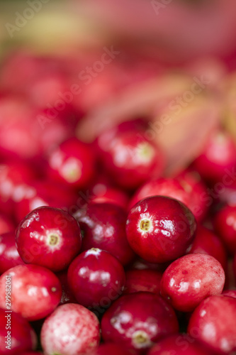 background with fresh cranberry macro. cranberries and leaves close-up.