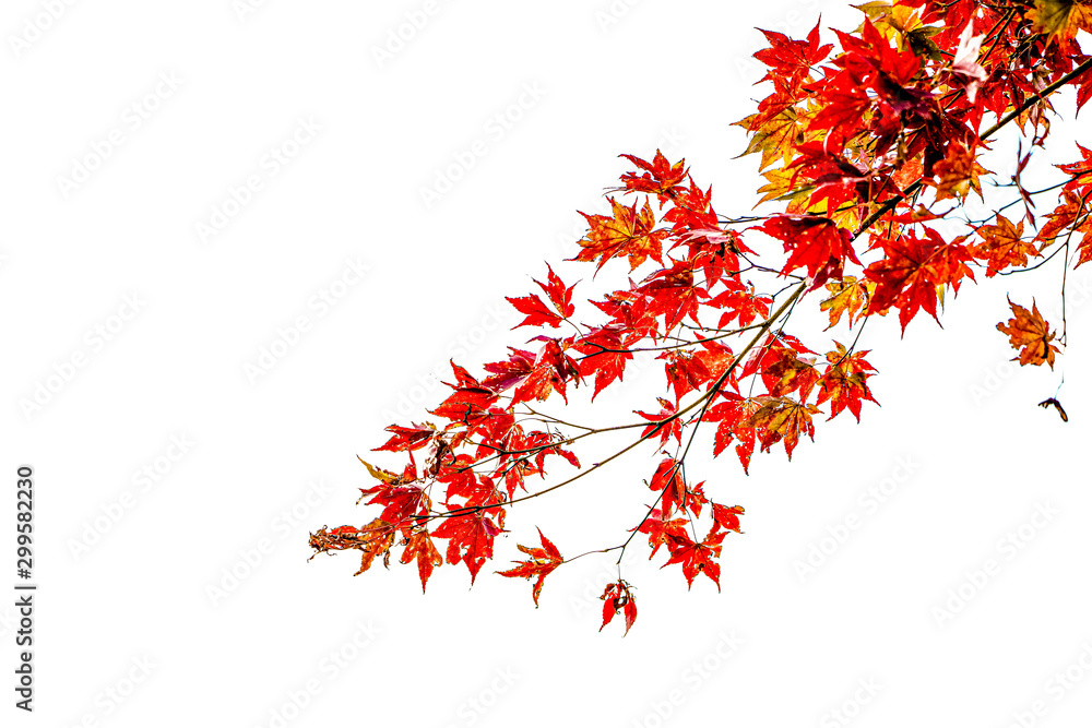 Soft blur focus to colorful maple branches on white isolated background,an advertising space for autumn season concept, falling in Japan. Soft blur focus to colorful maple branches on white isolated background,an advertising space for autumn season concept, falling in Japan.