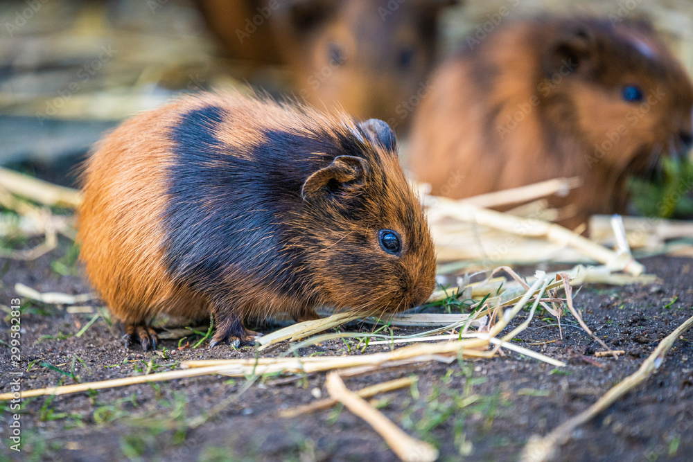 Nahaufnahme eines Meerschweinchens Nahaufnahme eines Meerschweinchens
