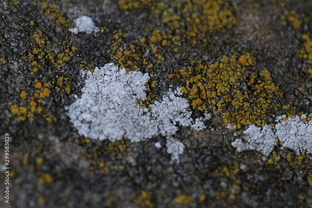 lichen on rock lichen on rock