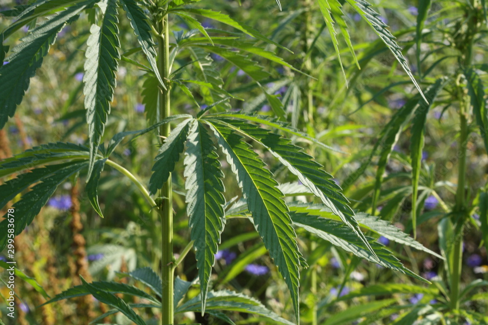Obraz premium Hanf