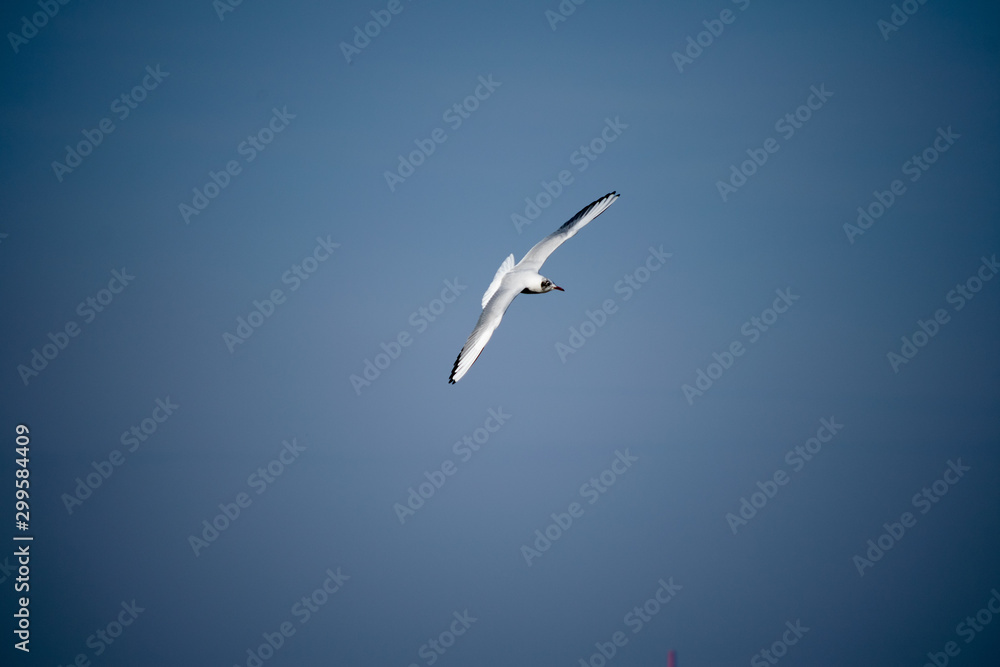 Fototapeta premium seagull flying in the blue sky