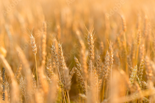nature, summer, harvest and agriculture concept - cereal field with ripe wheat spikelets
