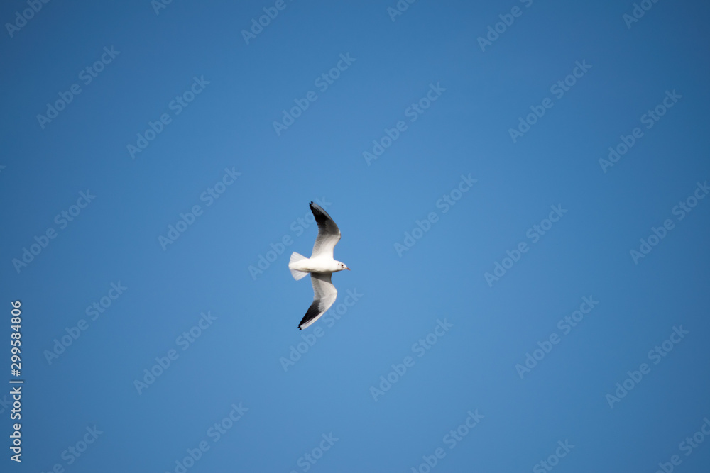 Obraz premium seagull in flight in the sky