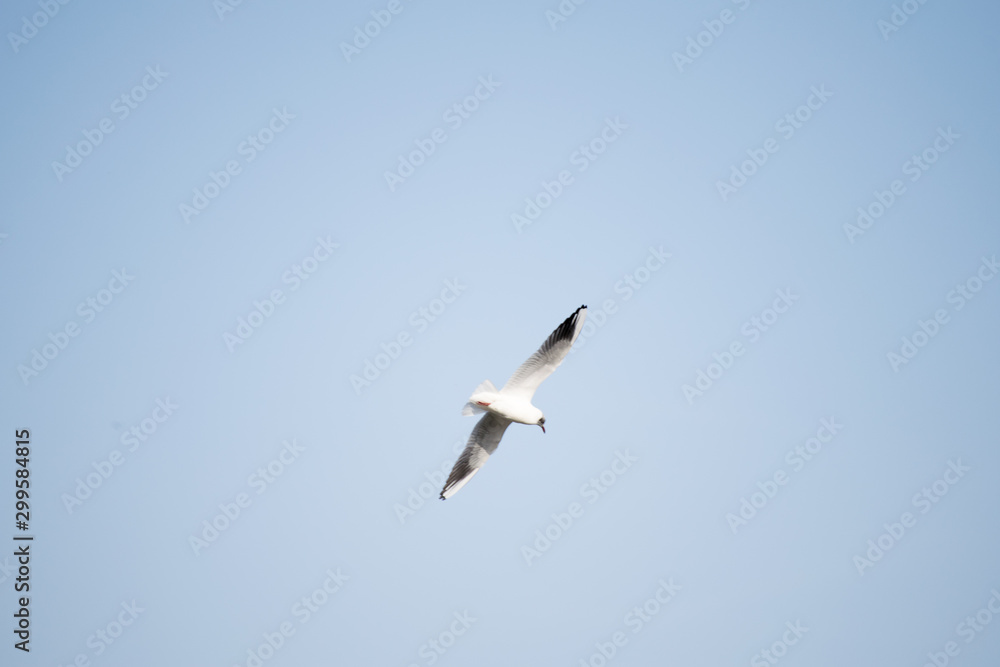 seagull in flight in the sky