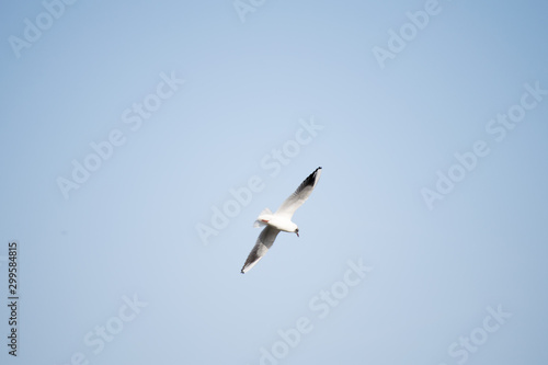 seagull in flight in the sky © BSC Photo