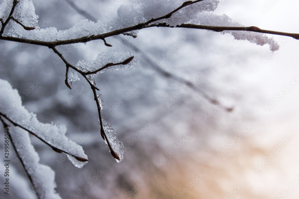 Close up photo of tree branch covered with ice and snow. Cold weather