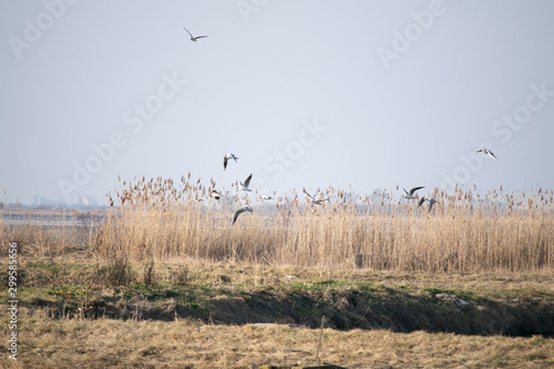 flock of birds in field © BSC Photo