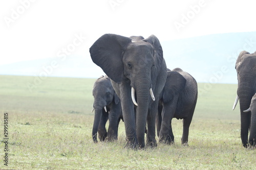 Group of elephants in the african savannah.