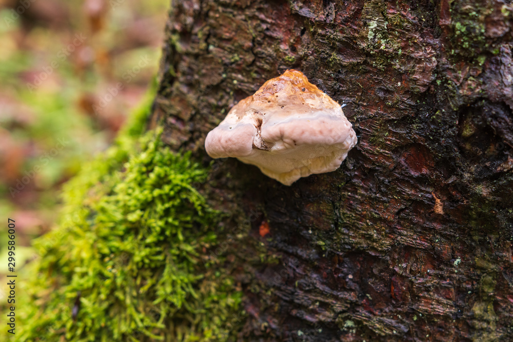 Fototapeta premium Pilze am Baumstamm im Wald im Herbst