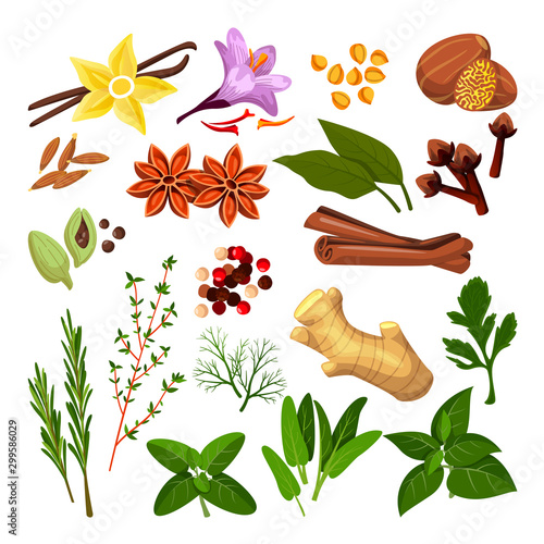 Spices, herbs set. Vector flat cartoon illustration, isolated on white background. Cooking icons, design elements.