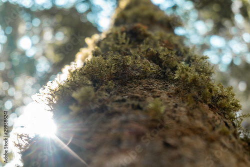 Mossy tree at camp site 1 Mt. Apo