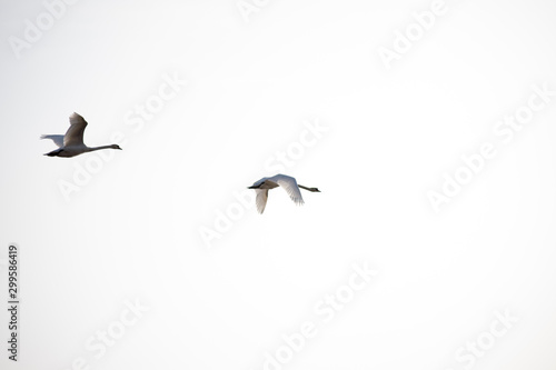 swan flying in the sky © BSC Photo