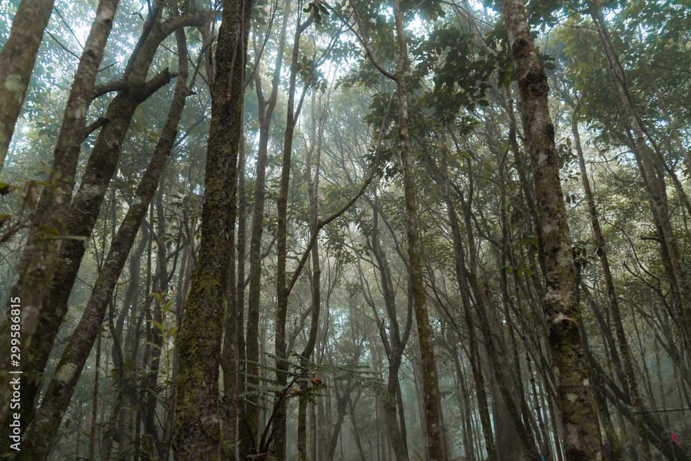 Fototapeta premium Mossy tree at camp site 1 Mt. Apo