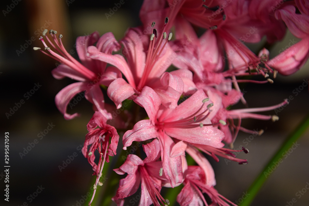 pink lily in garden