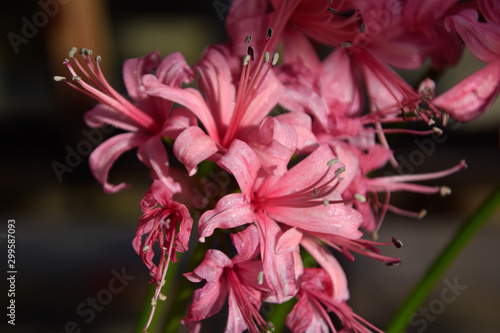 Obraz na płótnie pink lily in garden w salonie