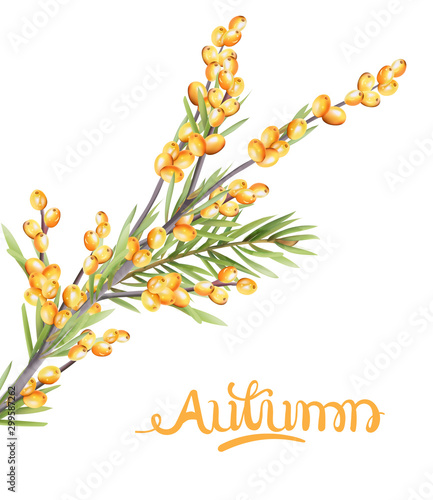 Autumn yellow berries branch with green leaves. Seasonal vector