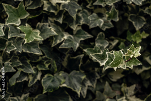 Young ivy leaves with blury leaves in background