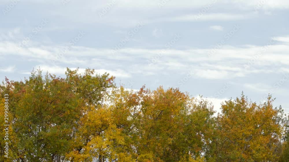 Autumn colors - red, yellow and golden leaves in wind. Autumn colors - red, yellow and golden leaves in wind.