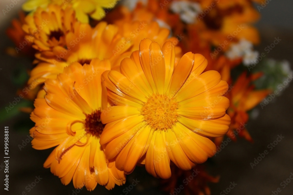 Bright Sunny flowers orange marigolds Bright Sunny flowers orange marigolds