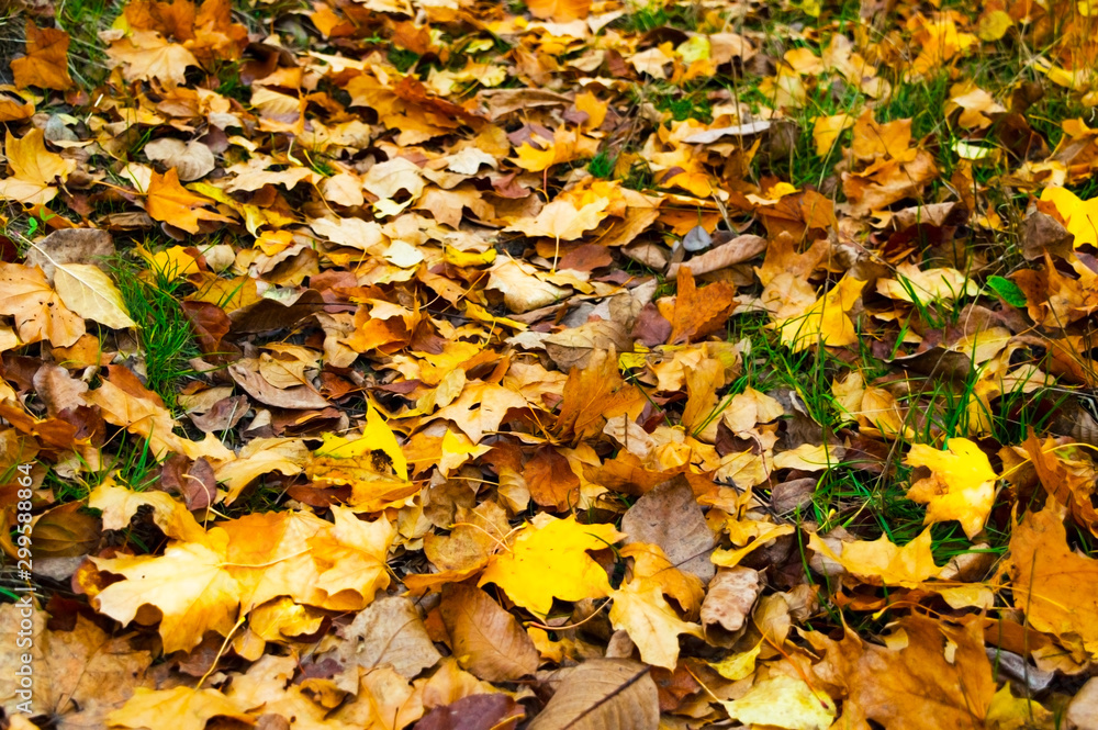 Orange-red background from fallen leaves in the fall. Orange-red background from fallen leaves in the fall.