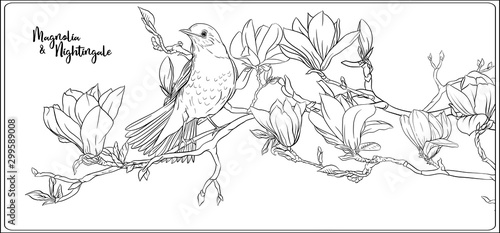 Magnolia tree branch with flowers and nightingale Coloring page for the adult coloring book. Outline hand drawing vector illustration..