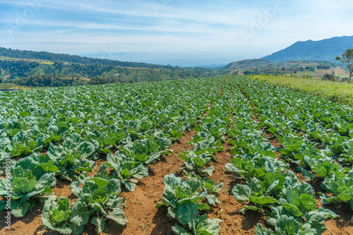 cabbage at the feet of Mt. Apo