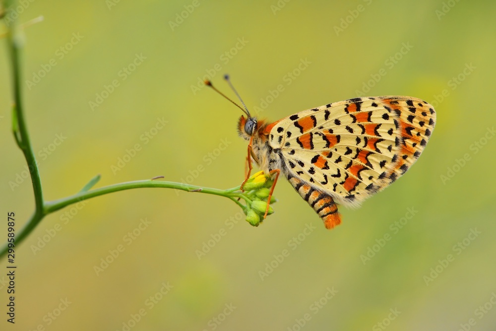 Obraz premium Melitaea trivia 731