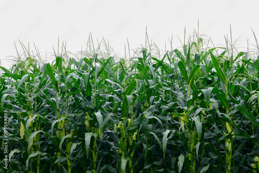 Corn field in clear day, corn tree with blue cloudy Sky Corn field in clear day, corn tree with blue cloudy Sky