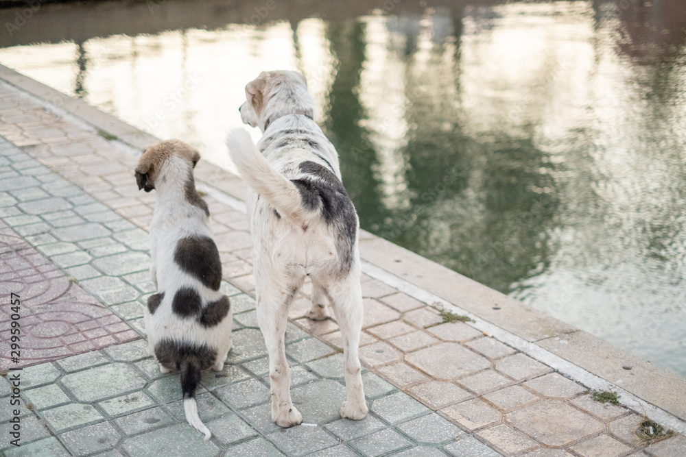 Two dogs, brown and white puppies, looking at lake, young and old, reflection