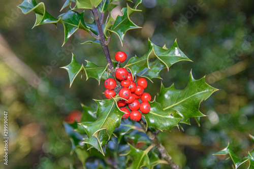 Obraz na płótnie mistletoe, ivy bush in the nature on the sunny day, outdoors w salonie