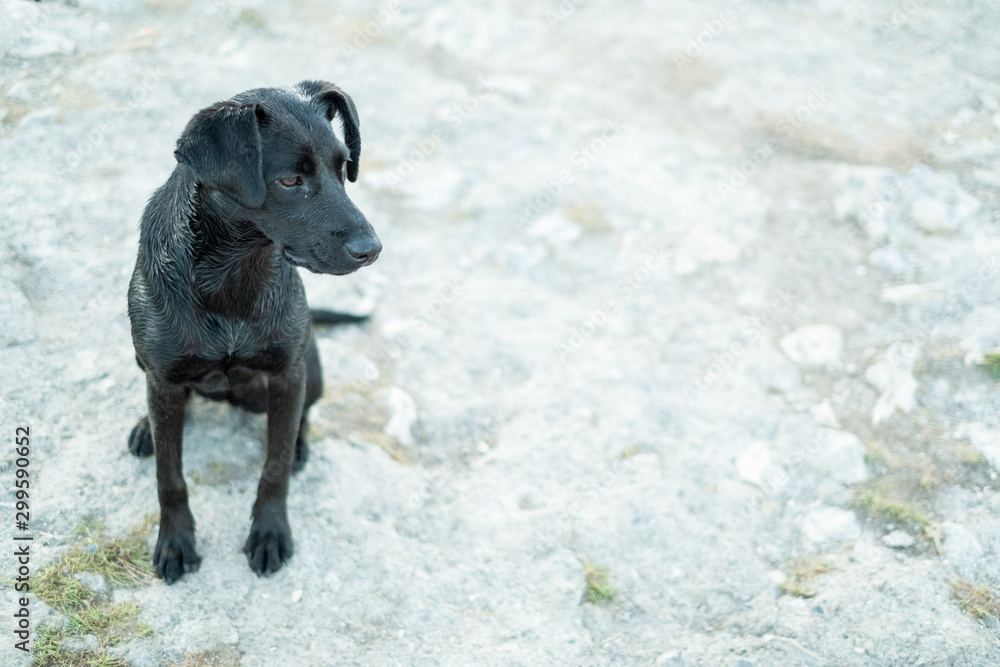 Black dog, sitting down, resting, curious, puppy dog