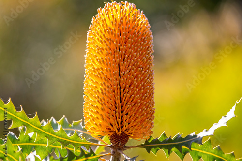 Close up of vibrant yellow Western Australian Ashby's banksia flower head photo