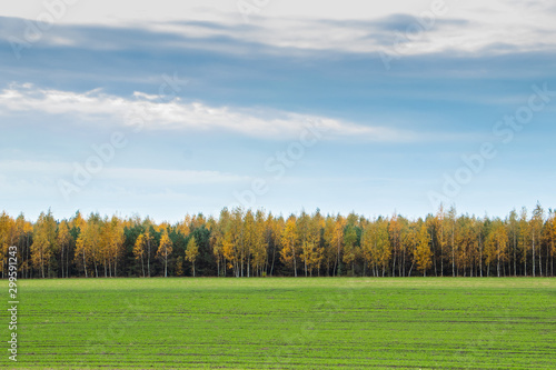 Autumn forest in a green field
