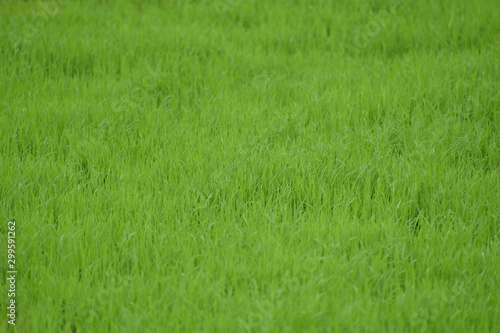 green grass background or paddy tree plants 