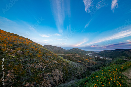 Poppy Fields