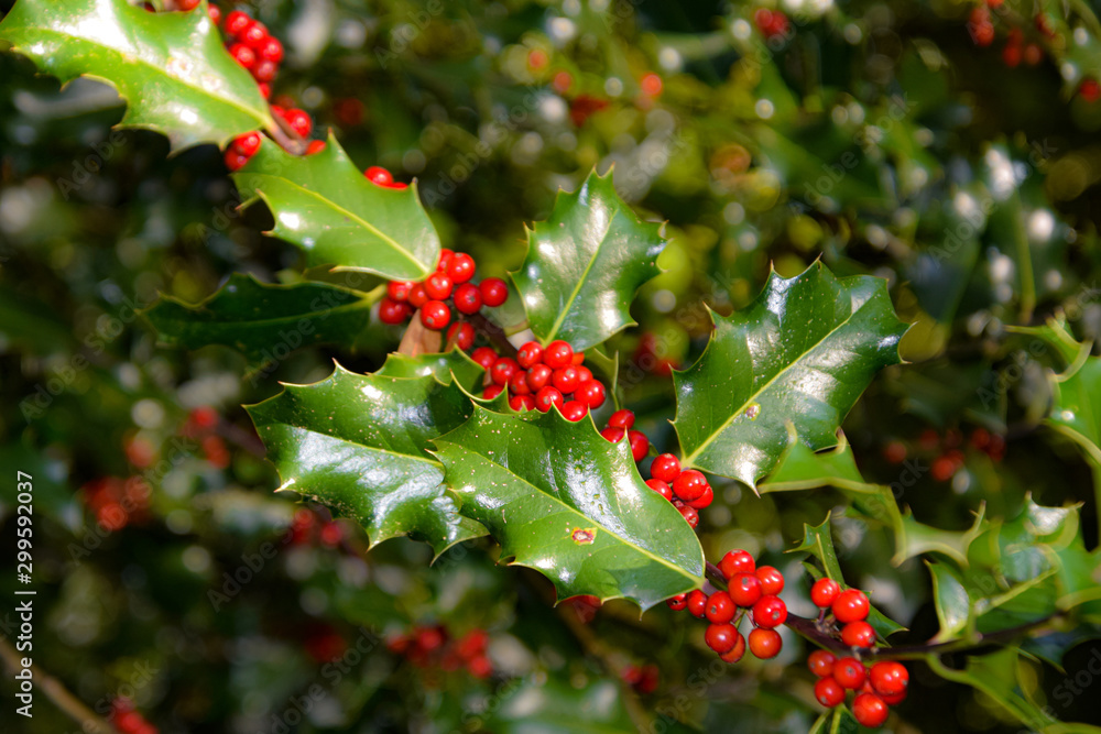 mistletoe, ivy bush in the nature on the sunny day, outdoors