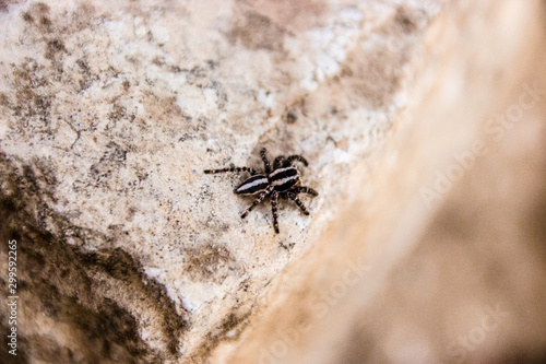 scute little spider close up